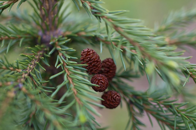 spruce-622178_640